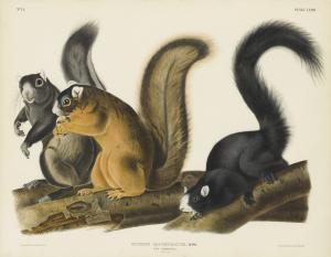 Audubon John James 1785-1851,SCIURUS CAPISTRATUS. FOX SQUIRREL,1845,Sotheby's GB 2019-01-17