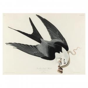Audubon John James 1785-1851,Shallow-Tailed Hawk , Havell Edition,1827-1838,Leland Little 2024-03-22
