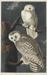 Audubon John James 1785-1851,SNOWY OWL,1831,Sotheby's GB 2019-01-17