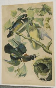 Audubon John James 1785-1851,Summer or Wood Duck,1860,Brunk Auctions US 2017-05-25