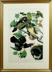 Audubon John James 1785-1851,Summer or Wood Duck,Kaminski & Co. US 2007-10-20