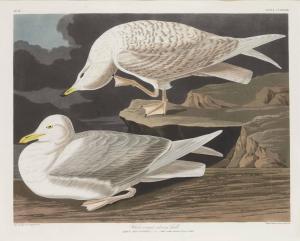 Audubon John James 1785-1851,White-winged Silvery Gull (Plate CCLXXXII),Christie's GB 2013-01-25