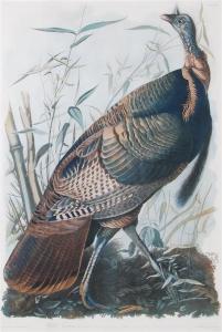 Audubon John James 1785-1851,WILD TURKEY,1858,Charlton Hall US 2016-07-21