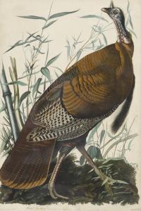 Audubon John James 1785-1851,WILD TURKEY MALE,1827,Sotheby's GB 2019-01-17
