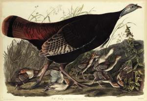 Audubon John James 1785-1851,Wild Turkey. Meleagris gallopavo,1820,Christie's GB 2001-01-18