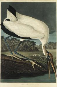 Audubon John James 1785-1851,Wood Ibis. Tantalus loculator,1834,Christie's GB 2001-01-18