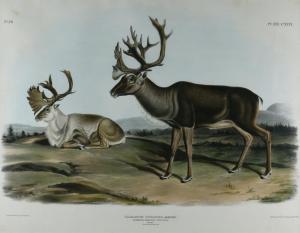 AUDUBON John Woodhouse 1812-1868,Caribou or American Rein-Deer,Jackson Hole US 2024-02-17
