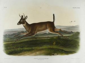 AUDUBON John Woodhouse 1812-1868,Long-Tailed Deer,Jackson Hole US 2024-02-17