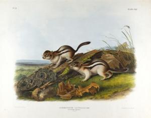 AUDUBON John Woodhouse 1812-1868,Say's Marmot Squirrel,Jackson Hole US 2024-02-17