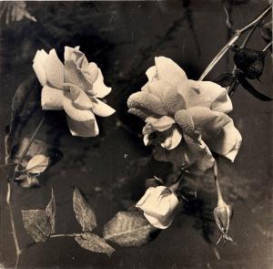 AURADON Jean Marie 1887-1958,Roses blanches,1950,Yann Le Mouel FR 2023-10-14