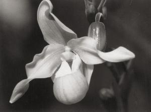 AURADON Pierre 1900-1988,Orchid,1920,Galerie Bassenge DE 2023-06-14