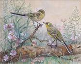 AUSTEN Winifred Mary Louise 1876-1964,Yellow wagtails,Woolley & Wallis GB 2016-03-16