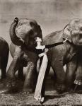 AVEDON Richard 1923-2004,Dovima with Elephants,O'Gallerie US 2020-03-30