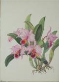 AVINOFF Andrey 1884-1948,C. Percivaliana orchid,Bonhams GB 2009-06-08