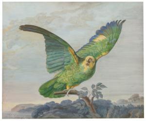 BACHELIER 1700-1700,A YELLOW-HEADED AMAZON PARROT PERCHED ON A BRANCH,1788,Sotheby's GB 2015-01-28