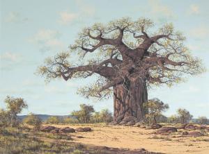 BADENHORST Francois 1934,Baobab,Strauss Co. ZA 2022-08-29