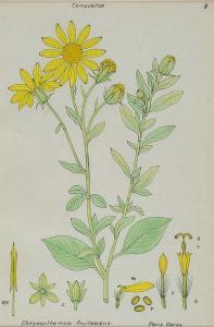BAILEY Stanley Claude,CHRYSANTHEMUM FRUTESCENS,Ross's Auctioneers and values IE 2015-09-09