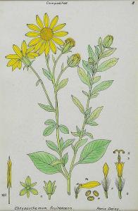 BAILEY Stanley Claude,CHRYSANTHEMUM FRUTESCENS,Ross's Auctioneers and values IE 2015-11-04