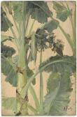 BAILLY Alexandre 1764-1835,Studie einer Bananenpflanze,Galerie Bassenge DE 2017-12-01