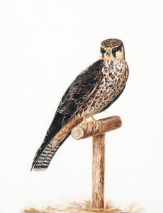 BAKER Charles H. Collins 1880,A peregrine falcon perched on a stand,1737,Bonhams GB 2008-10-07