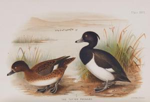 BAKER Edward Charles Stuart,Indian Ducks and Their Allies,1200,Dreweatts GB 2017-03-30