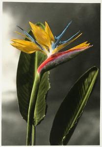 BAKER RAY JEROM 1880-1972,Familiar Hawaiian Flowers,1937,Bonhams GB 2009-12-15