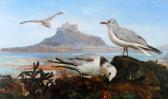 BALCOMBE P. M,Gulls Before St Michael's Mount,David Lay GB 2014-11-06