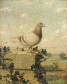 baldaus j 1800-1900,A portrait of a favourite pigeon,Sotheby's GB 2008-01-15