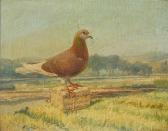 baldaus j 1800-1900,A portrait of a prize-winning pigeon,Sotheby's GB 2008-01-15