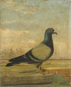 baldaus j 1800-1900,A portrait of a prize-winning pigeon,1898,Sotheby's GB 2008-01-15