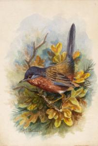BALDWIN C.H,Bird studies,Mallams GB 2018-02-08