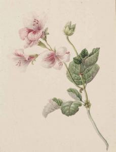 BARBIERS maria geertruida 1801-1849,A spray of pink flowers (pelargonium),Christie's GB 2015-05-13