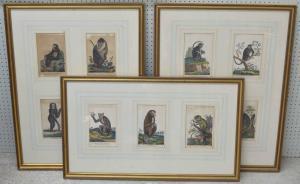 BARLOW Francis 1626-1702,various monkey species (11 works),19th century,Gardiner Houlgate 2023-01-19