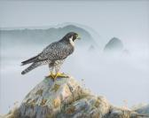 barnett Judith A,Peregrine Falcon,1978,Copley US 2009-07-14