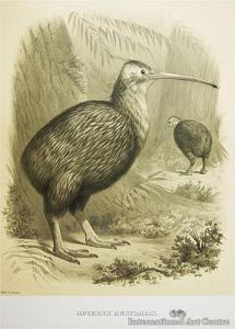 Barney Cory Charles 1857-1921,Apteryx Australis (Kiwi),1881,International Art Centre NZ 2012-03-29