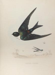 Barney Cory Charles 1857-1921,The Birds of Haiti and San Domingo,Bonhams GB 2014-02-10