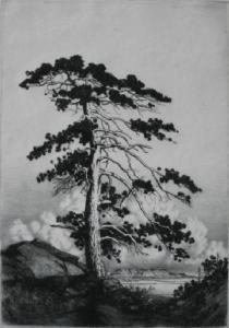 BARR George 1937,Sentinel Pine,Rachel Davis US 2009-03-21