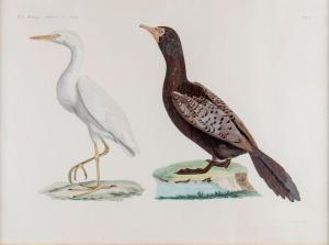 BARRABAND Jacques 1767-1809,Aigles branchés, Grue et cormoran,,Millon & Associés FR 2019-04-10