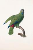 BARRABAND Jacques 1767-1809,Le perroquet Tavoua - The Festive Amazon - Amazona,Christie's 2000-06-19