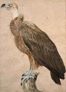 BARRABAND Jacques 1767-1809,Le vautour brun,Artcurial | Briest - Poulain - F. Tajan FR 2024-03-20