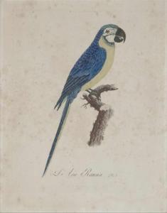 BARRABAND Jacques 1767-1809,The Macaw,Neumeister DE 2018-09-26