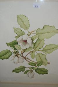 BARRON JENNY 1951,Botanical studies,1988,Lawrences of Bletchingley GB 2022-02-01