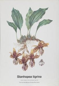 BATEMAN James 1893-1959,Stanhopea Tigrina Orchidae,Ro Gallery US 2020-06-27