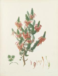 BAUER FRANZ ANDREAS 1758-1840,Delineations of Exotick Plants, Cultivated in the ,Bonhams 2014-11-12