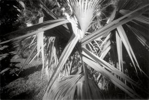Bauer Wilfried 1944-2005,Palm tree,1982,Galerie Bassenge DE 2021-12-08