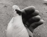 Bauer Wilfried 1944-2005,Untitled (Frog on hand),1970,Galerie Bassenge DE 2020-06-10