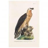 BAUMANN Johann 1882-1959,naturgeschichte der vögel deutschlands, nach eigen,Sotheby's GB 2003-11-12
