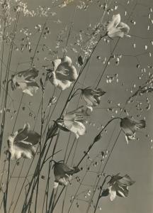 BAUR Max 1898-1988,Campanula with grass,1930,Galerie Bassenge DE 2023-12-06
