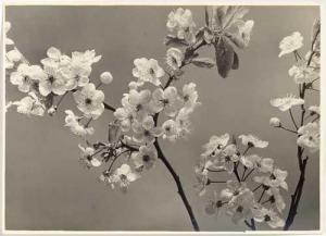 BAUR Max 1898-1988,Flowers,Galerie Koller CH 2018-12-04