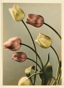 BAUR Max 1898-1988,Tulpen,Van Ham DE 2023-12-14